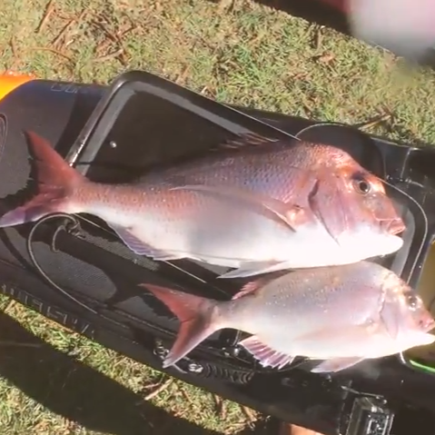 Snapper on the Drop with Rod