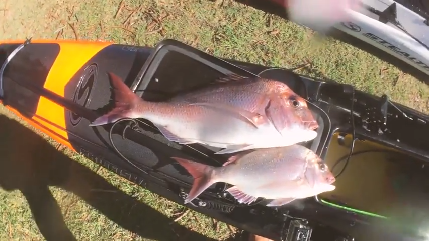 Snapper on the Drop with Rod