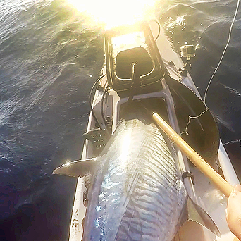 Fighting Big Pelagics on Kayaks- Part Three