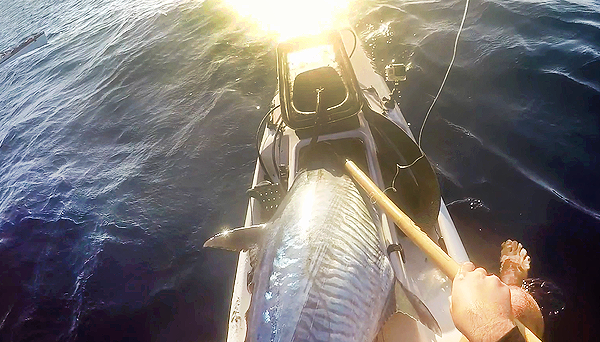 Fighting Big Pelagics on Kayaks- Part Three